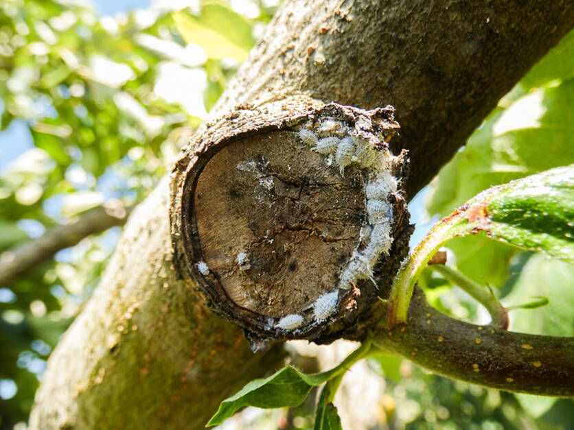 foto_4_-_lutte_biologique_contre_la_cochinelle_farineuse_pseudococcus_comstocki_lukasseehausen.jpg foto_4_-_lutte_biologique_contre_la_cochinelle_farineuse_pseudococcus_comstocki_lukasseehausen.jpg