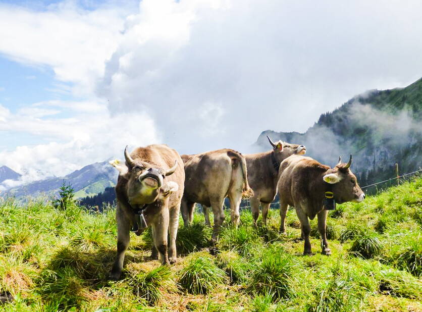 foto_2_-_grosse_rinderalpen_braunvieh_1_copyright_a_ewy.jpg foto_2_-_grosse_rinderalpen_braunvieh_1_copyright_a_ewy.jpg