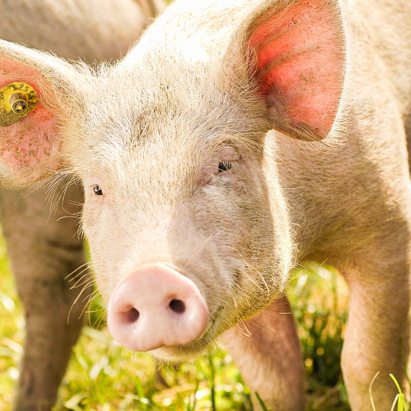 bild1_viehwirtschaft_schwein_blw_multimedia-datenbank.jpg bild1_viehwirtschaft_schwein_blw_multimedia-datenbank.jpg