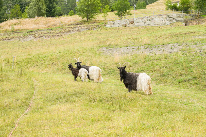 bild_ziegen_ressourcenprogramm.jpg Quelle: BLW