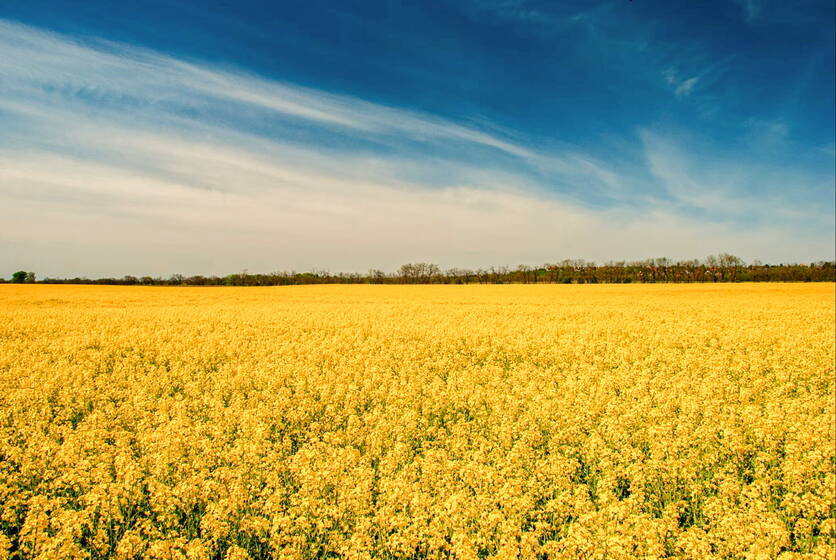 photo-1588144214372-fdf95ed8625b_unsplash-raps.jpg photo-1588144214372-fdf95ed8625b_unsplash-raps.jpg