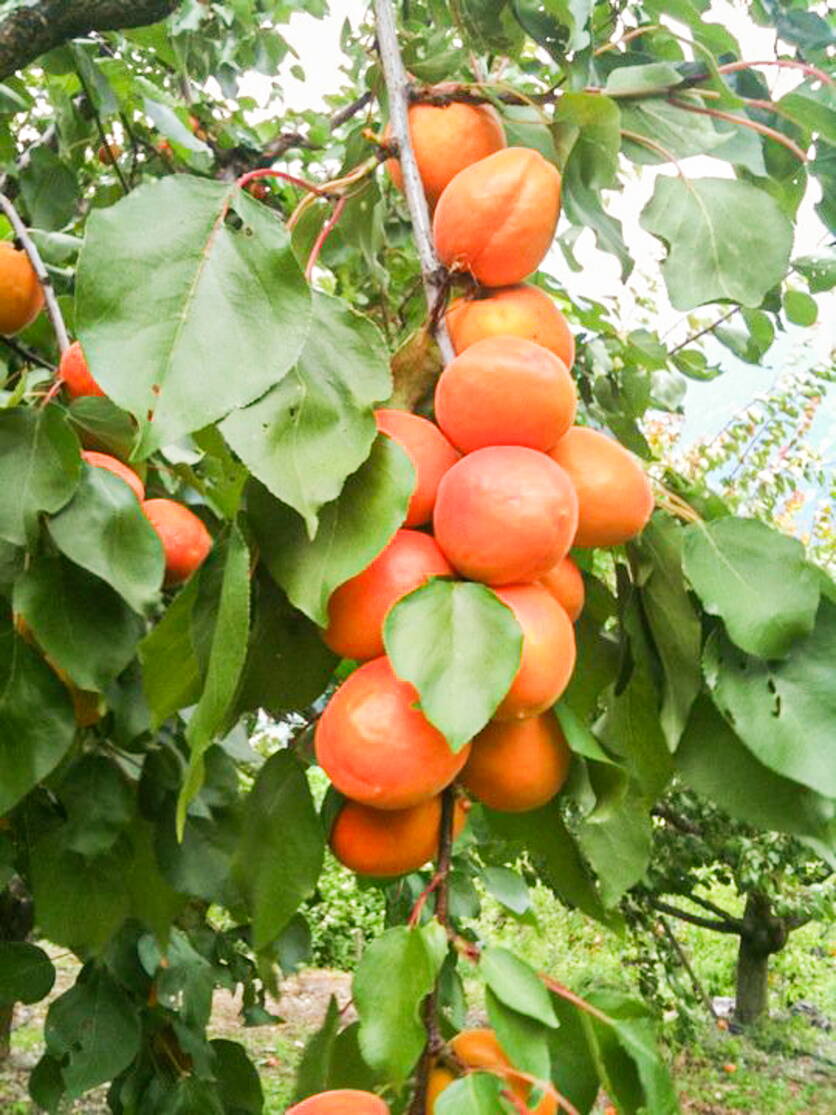 aprikosen_blw.jpg aprikosen_blw.jpg