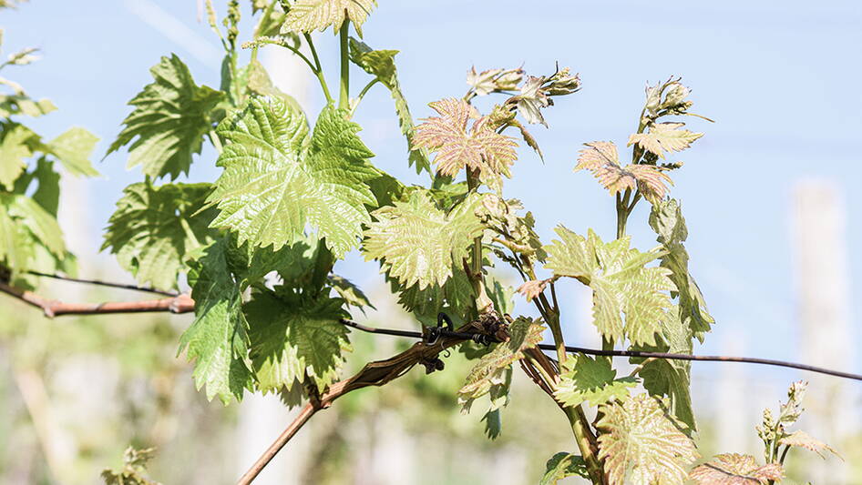 direktzahlungen.jpg direktzahlungen.jpg