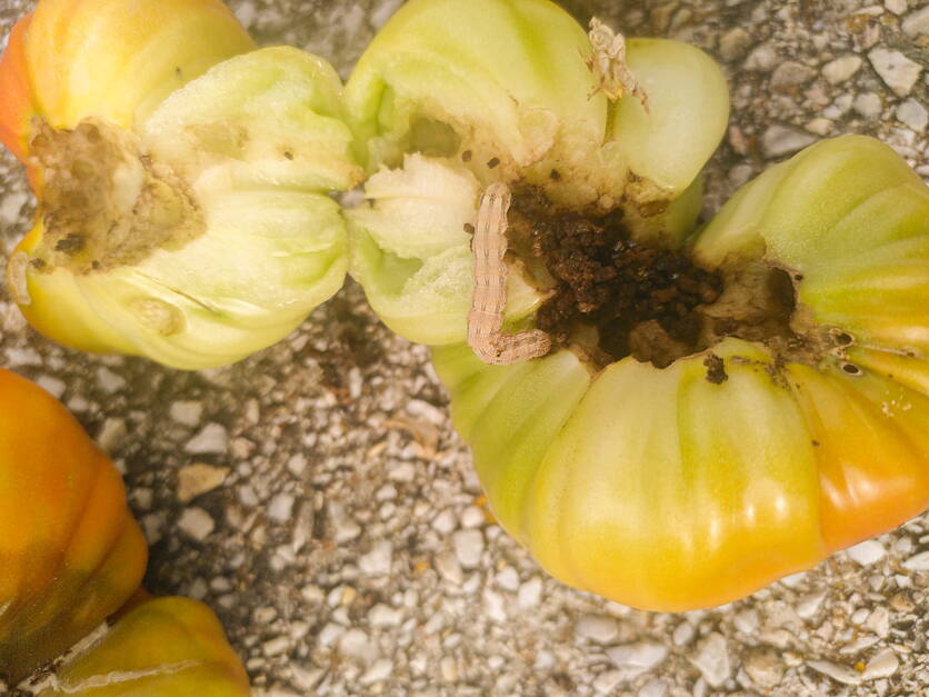 noctuelle_de_la_tomate_n.courvoisier_ofag.jpg noctuelle_de_la_tomate_n.courvoisier_ofag.jpg