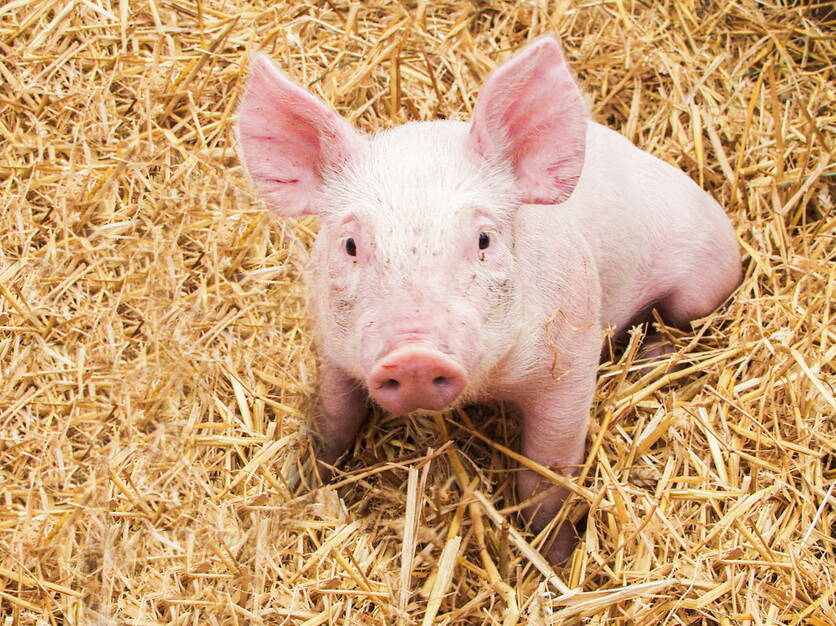 ferkel_in_stroh-2.jpg ferkel_in_stroh-2.jpg