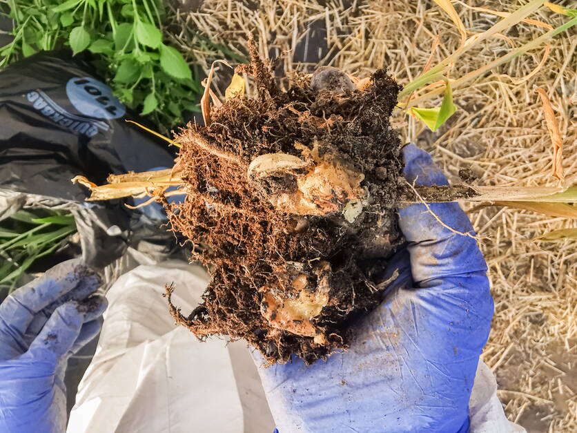 ab2024_pflanzliche_produktion_ralstonia_pseudosolanacearum.jpg ab2024_pflanzliche_produktion_ralstonia_pseudosolanacearum.jpg