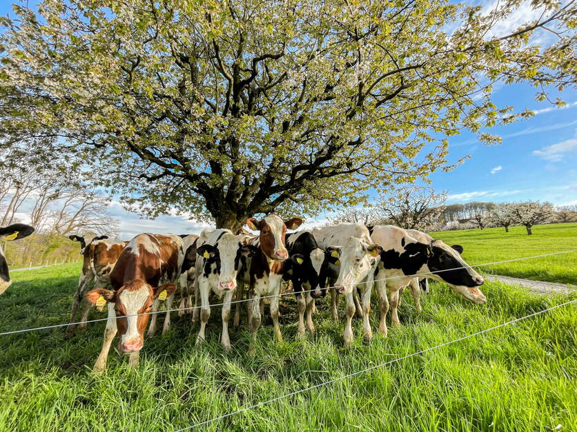 ab24_foto_weidebeitrag_cute_muhh.jpg ab24_foto_weidebeitrag_cute_muhh.jpg