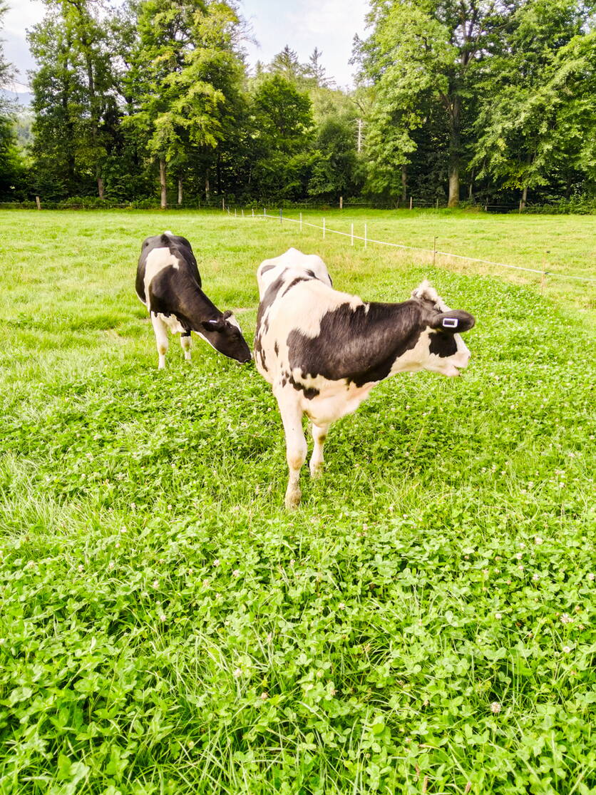 foto_6_-_pilotprojekt_sensor-ohrmarke_identitas_ag.jpg foto_6_-_pilotprojekt_sensor-ohrmarke_identitas_ag.jpg