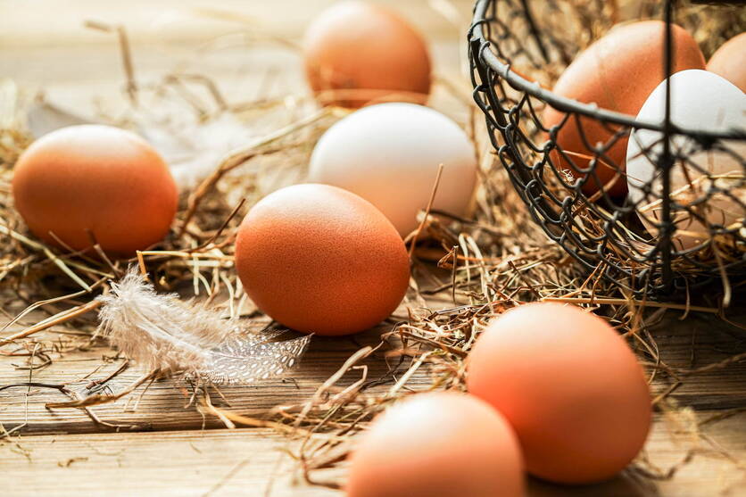 bild_2_viehwirtschaft_eier_blw_multimedia-datenbank.jpg bild_2_viehwirtschaft_eier_blw_multimedia-datenbank.jpg