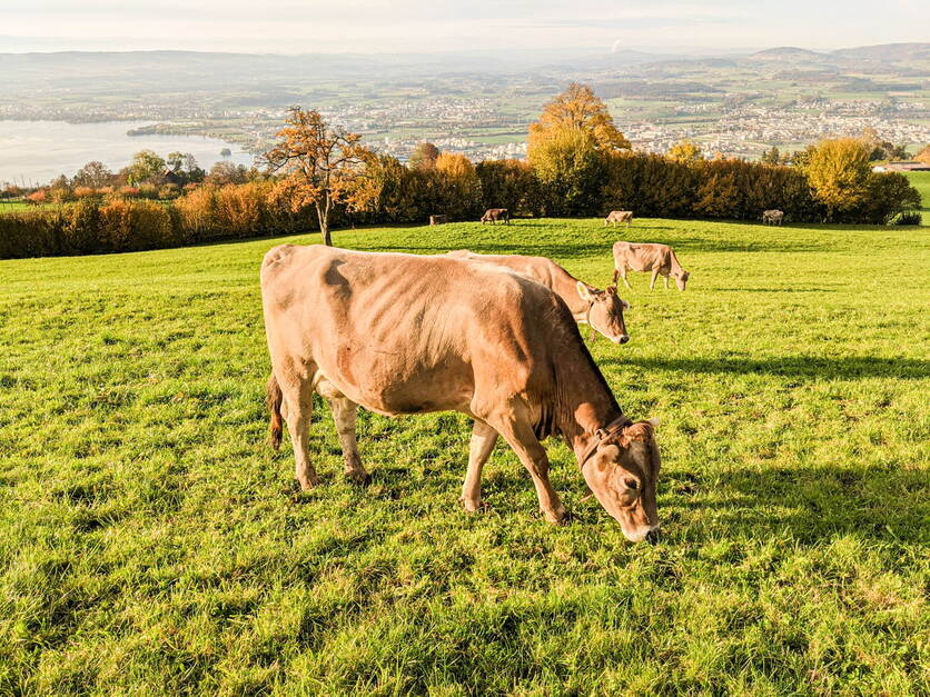 bild1_nutztierhalter_landschaft_unsplashed.jpg bild1_nutztierhalter_landschaft_unsplashed.jpg