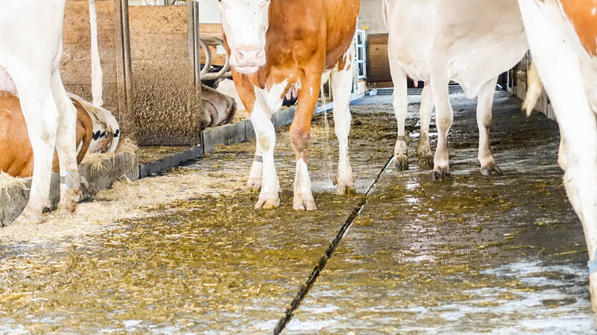 _dsc2263.jpg _dsc2263.jpg