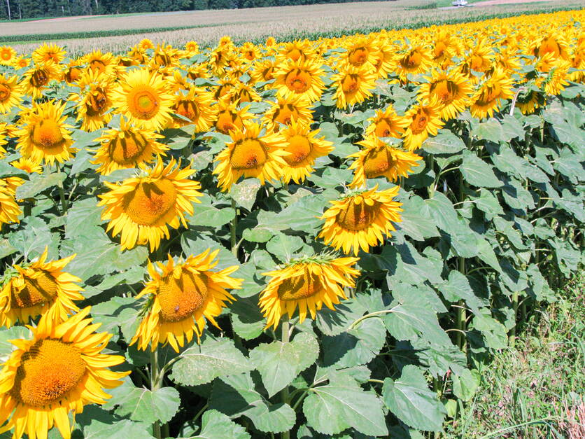 6e1dafa9-073e-4577-83aa-ba569b81ce2c-2.jpg 6e1dafa9-073e-4577-83aa-ba569b81ce2c-2.jpg