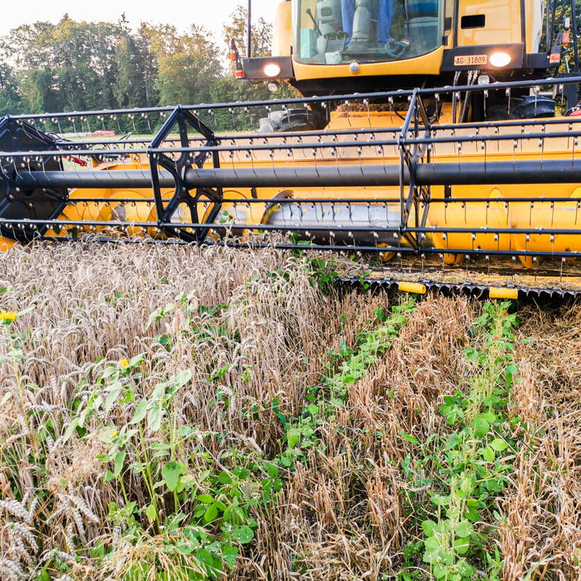 foto_1_-_soja_intercropping_meier_roger_20.07.2020_2_002.jpg foto_1_-_soja_intercropping_meier_roger_20.07.2020_2_002.jpg
