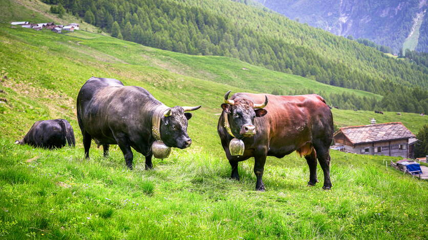 bild1_tierzucht_eringer_kuhe_unsplash.jpg bild1_tierzucht_eringer_kuhe_unsplash.jpg